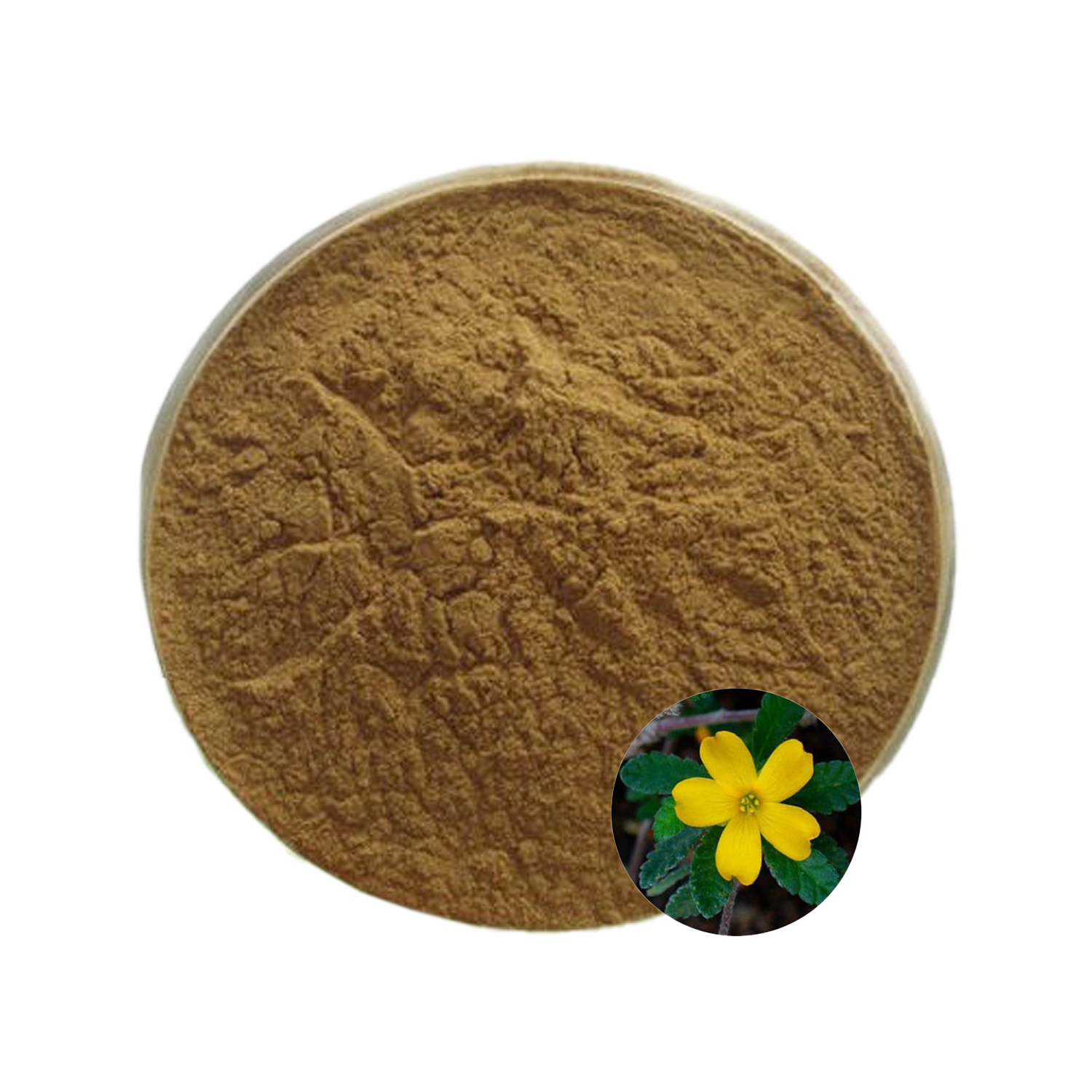  Damiana Extract Powder-2